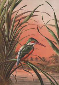 The Kingfisher (from the Original by Burnier, Dusseldorf)